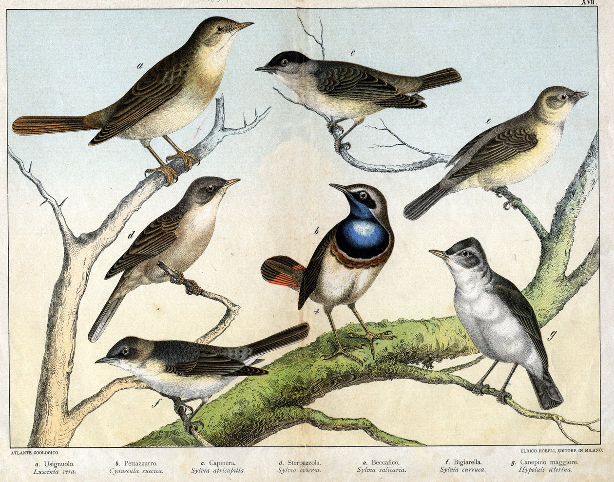 a: Rossignol (Luscinia vera), b: Pettazzuro (ruotsalainen Cyanecula), c: Mustapää (Sylvia atricapilla), d: Sterpazzola (Sylvia ciciera), e: Becfigue (Sylvia salicaria), f: haukka (bigiarella, Sylvia curruca), g: Canepino Giore (Hypolais icterina) - in "" N tekijältä Unknown artist
