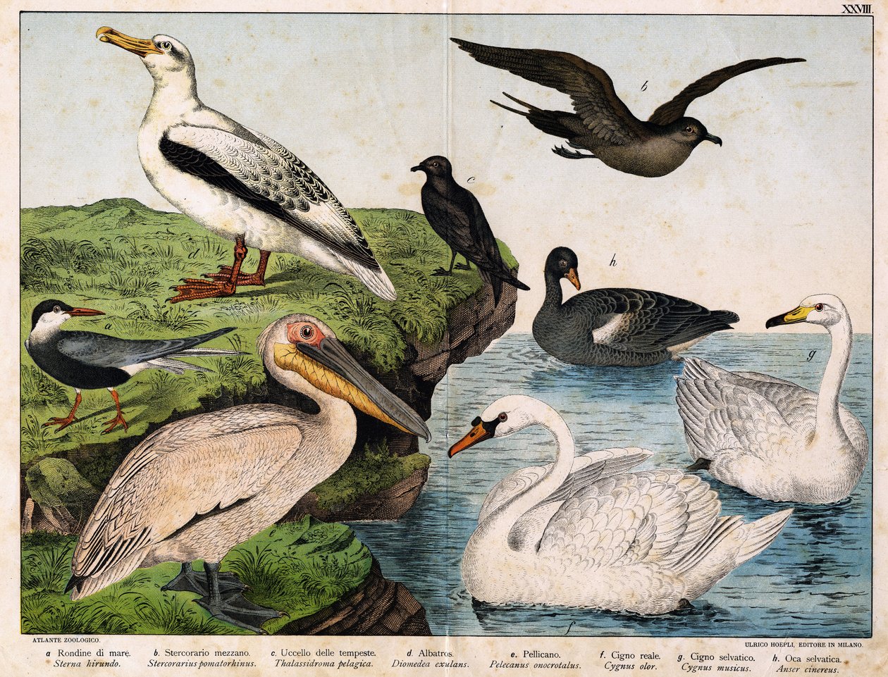 a: Meripääskys (Sterna hirundo), b: keskisirkko (Stercorarius pomatorhinus), c: myrskylintu (Thalassidroma pelagica), d: albatrosi (Diomedea exulans), e: pelikaani (Pelecanus onocratalus), f: kuninkaallinen joutsen (Cygnus o) ). ), g: Villijoutsen (Cygnus  tekijältä Unknown artist