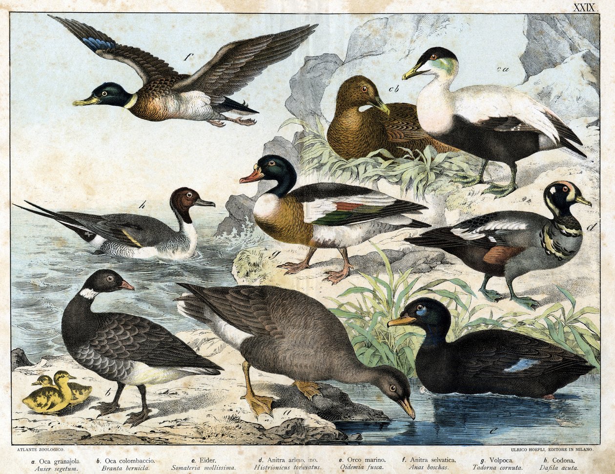 a: Siemenhanhi (Asner segetum), b: Brant (Branta bernicla), c: Haahka (Somateria mollissima), d: Harlequin Duck (Histrionicus torquatus), e: Musta Ankka (Oidemia fusca), f: Sinisorsa (Anas boschas) ) ), g: Belon