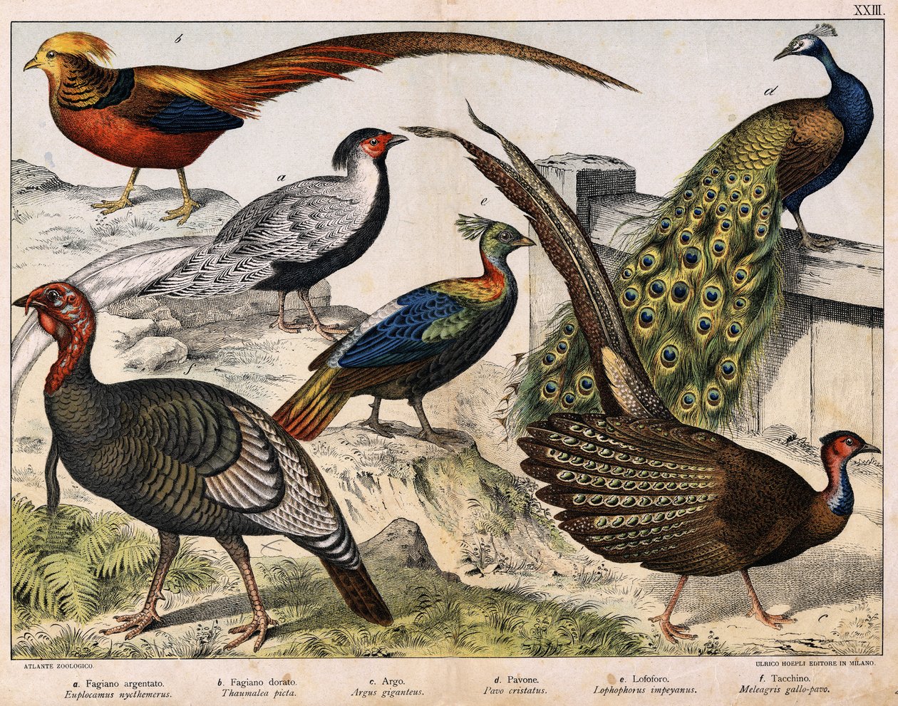 a: hopeafasaani (Euplocamus nycthemerus), b: kultafasaani (Thaumalea picta), c: majesteettinen fasaani (Argus giganteus), d: sininen riikinkukko (Peacock cristatus), e: Lophophorus impeyanus, f: kalkkuna (Meleacogrick) , julkaisussa "Natural History of Bir tekijältä Unknown artist