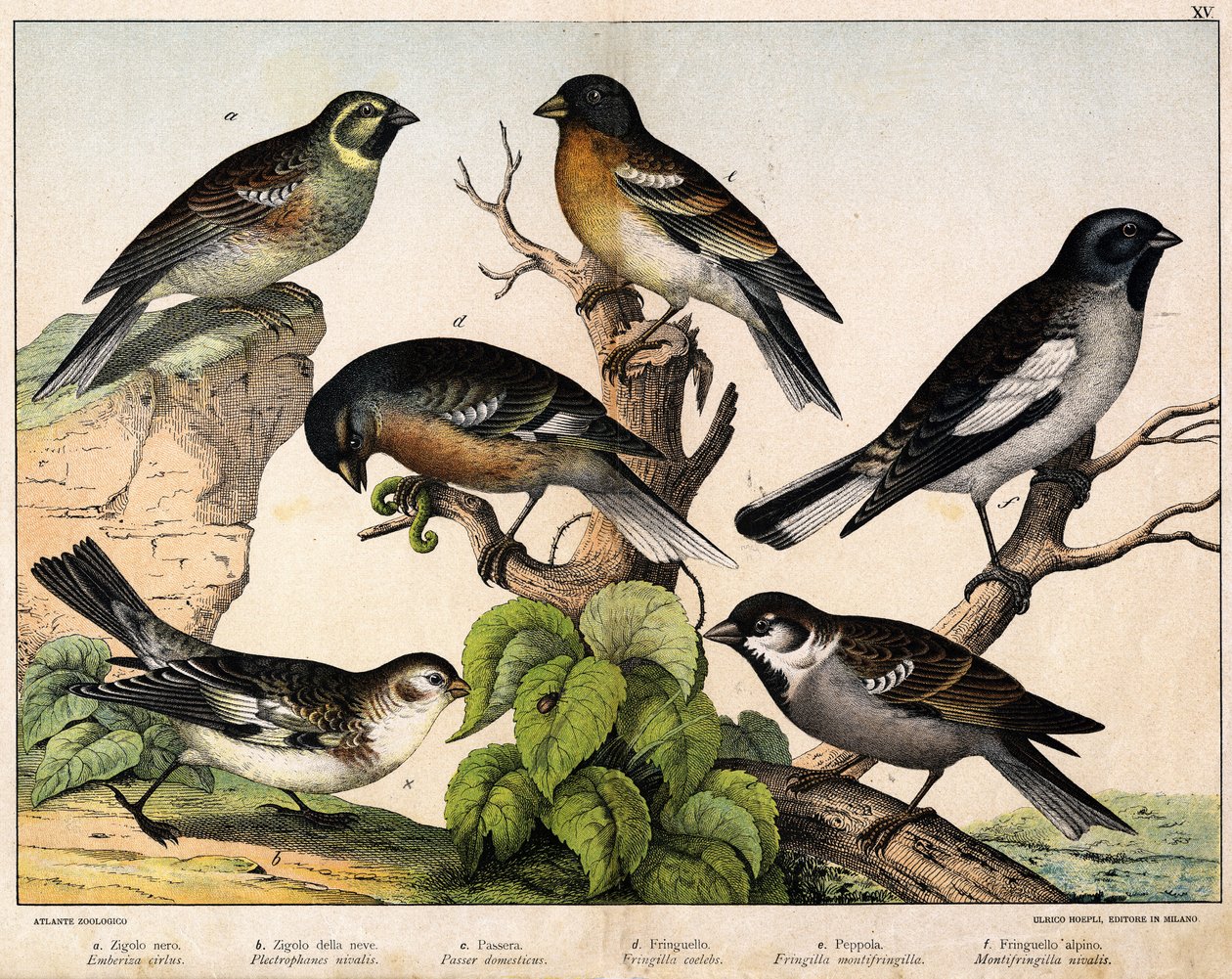 a: Varpunen (Emberiza circlus), b: Lumivarpunen (Plectrophanes nivalis), c: Varpunen (Pour domesticus), d: Pinson (Fringilla coelebs), e: Northern Pinson (Fringilla montifringilla), Niverolle (Montifringilla nivalis) - in " Lintujen luonnonhistoria", toim. tekijältä Unknown artist