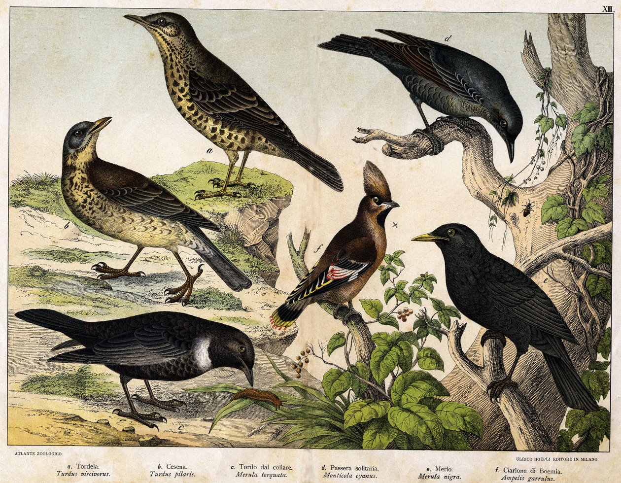 a: Sammas (Turdus viscivorus), b: Sammas (Turdus pilaris), c: Mustarastas (Merula torquata), d: Mustarastas (Monticola cyanus), e: Mustarastas (Merula nigra), f: Bohemian de chatterer (Ampelis garulus) - julkaisussa "Natural History of Birds", toim. Hoepli tekijältä Unknown artist