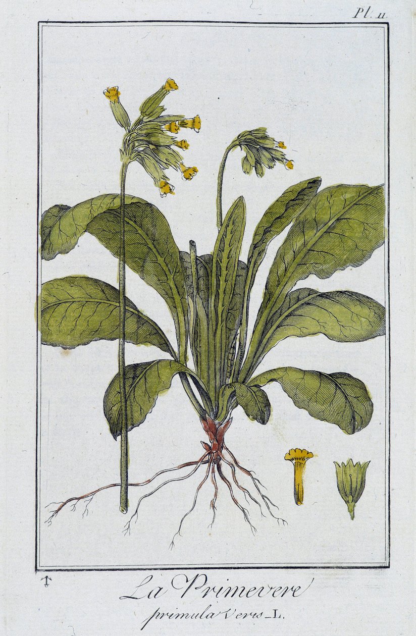 Primrose (Primula veris) - kirjassa "Kasvitieteellinen harjoitus kauppiaiden käyttöön", kirjoittanut J.C. Philibert, Imprimerie de Crapelet, Paris tekijältä Unknown artist