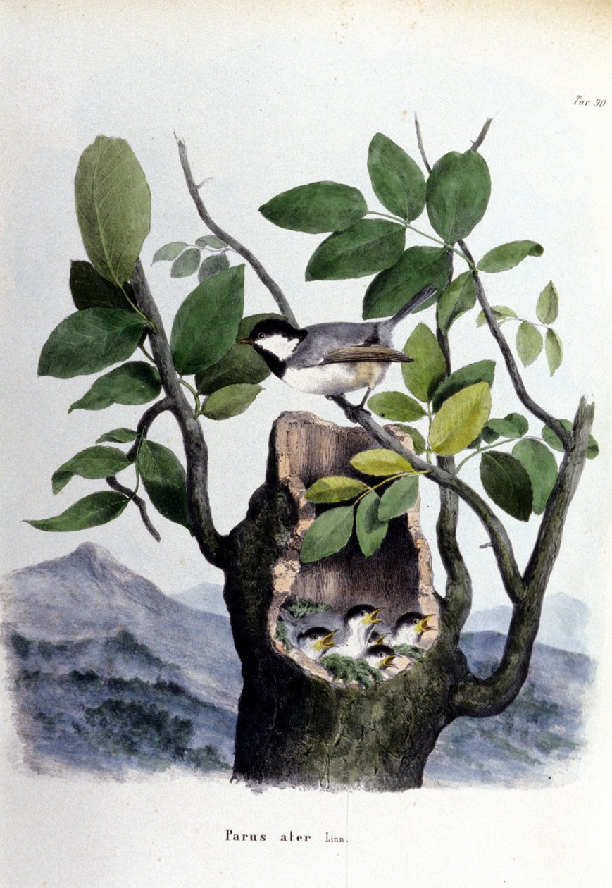 Lauta, joka edustaa tavallista lintua (tai varpusta) lähellä sen pesää. tekijältä Unknown artist