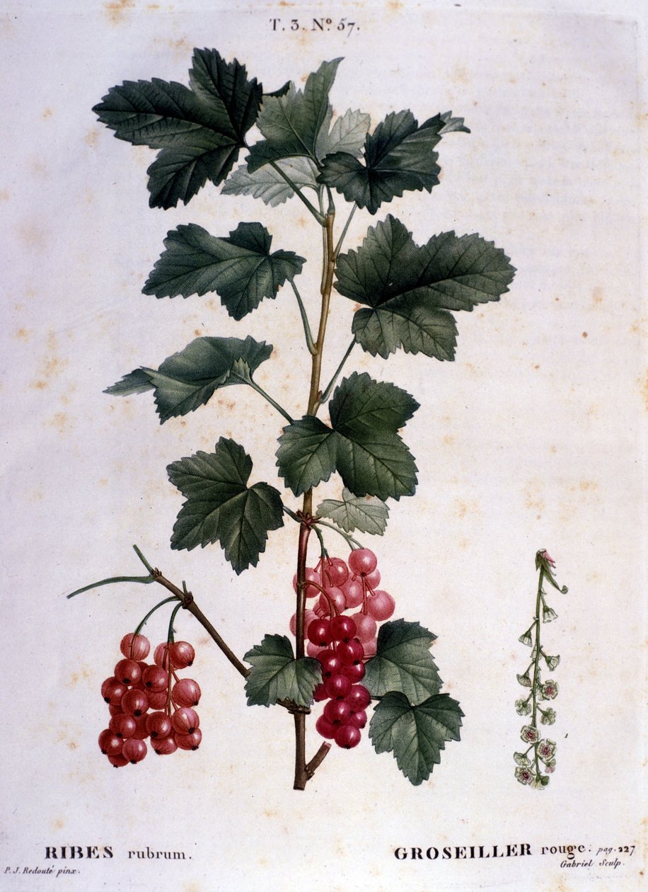 Karviainen: 1800-luvun kasvitieteellinen taulu. tekijältä Unknown artist