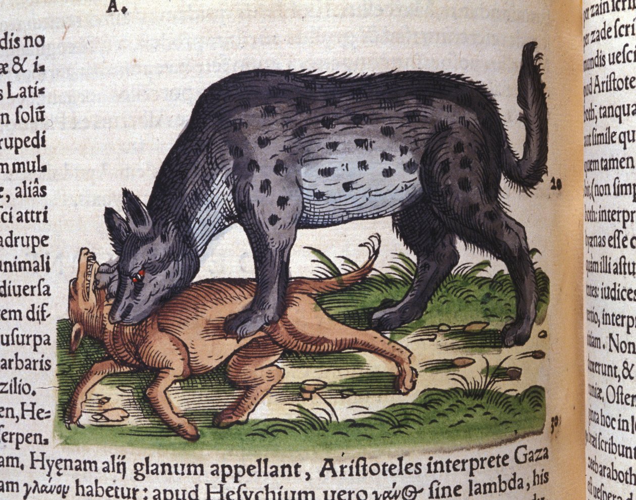 Hyeena hyökkäämässä koiraa vastaan ​​Konrad Gesnerin Historiae animaliumin Tigurista tekijältä Unknown artist
