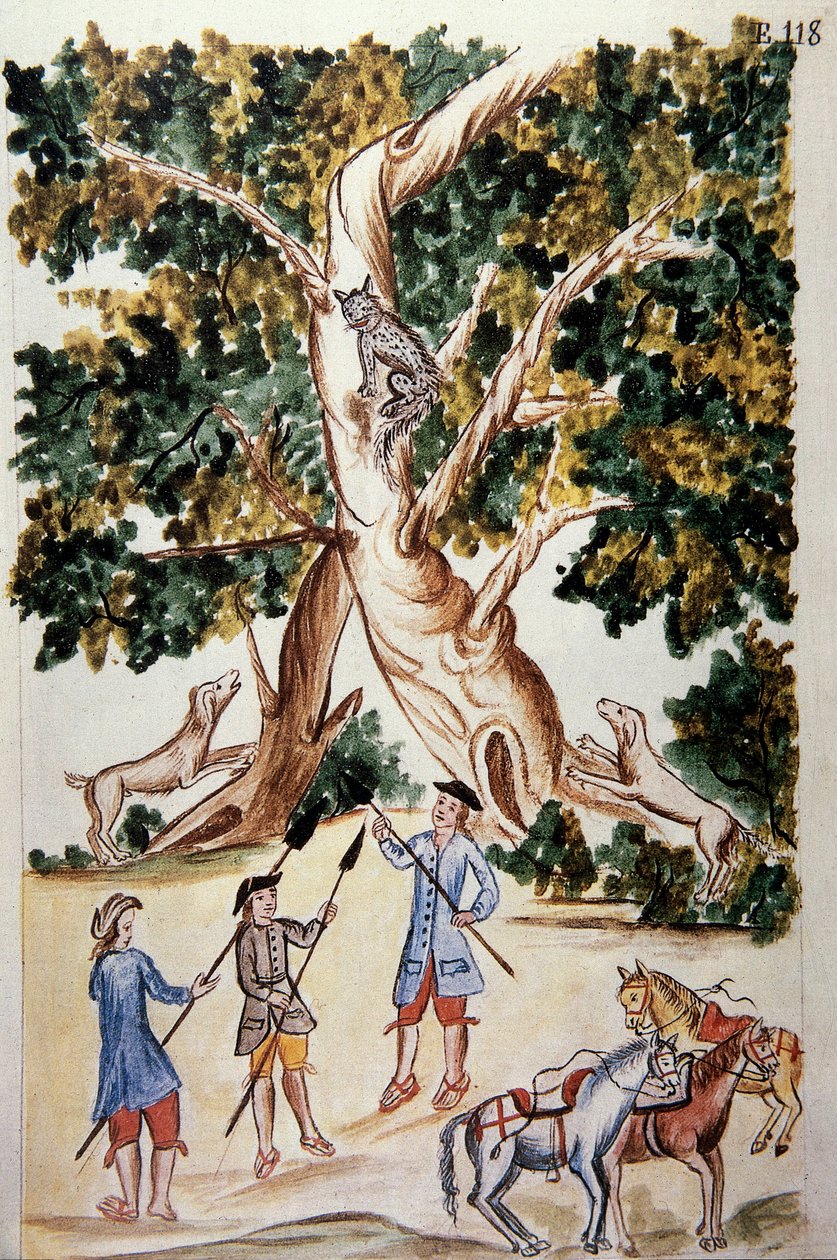 Villikissa istuu puussa, metsästäjät odottavat sitä Baltazar Martinez Companionin ja Trujillon piispan (1782-1785) Bujandan kirjasta "Trujillo del Peru" tai "Codex Martinez Companion" tekijältä Unknown artist