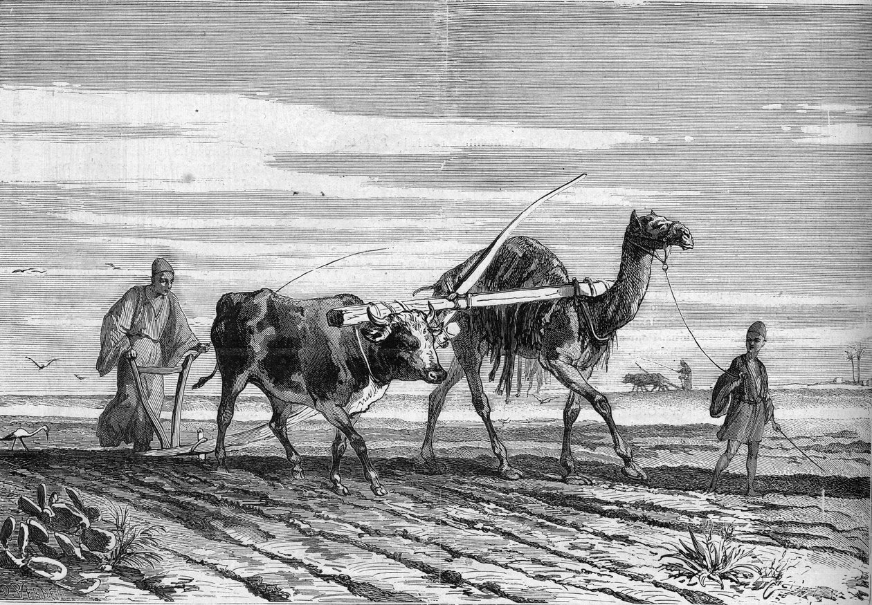 Maatalous Egyptissä: lehmän ja kamelin vetämä aura. Kaiverrus "" Le Monde Illustré" -julkaisussa nro 1316, 17. kesäkuuta 1882. tekijältä Unknown artist