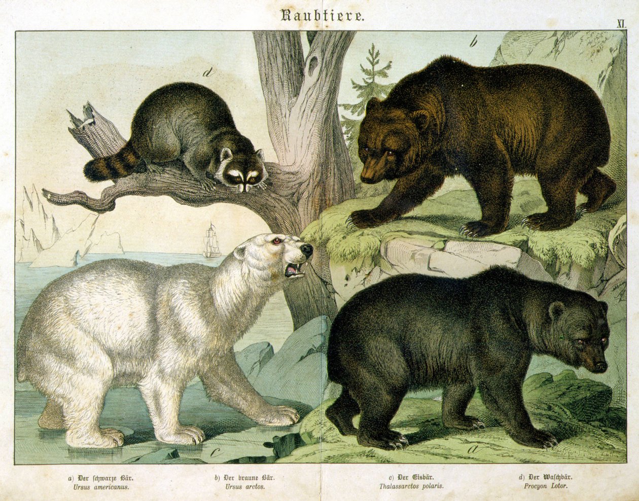 Amerikkalainen karhu, ruskea karhu, jääkarhu ja pussieläin - kirjassa "Nisäkkäiden luonnonhistoria", toim. Schreiber, München tekijältä Unknown artist