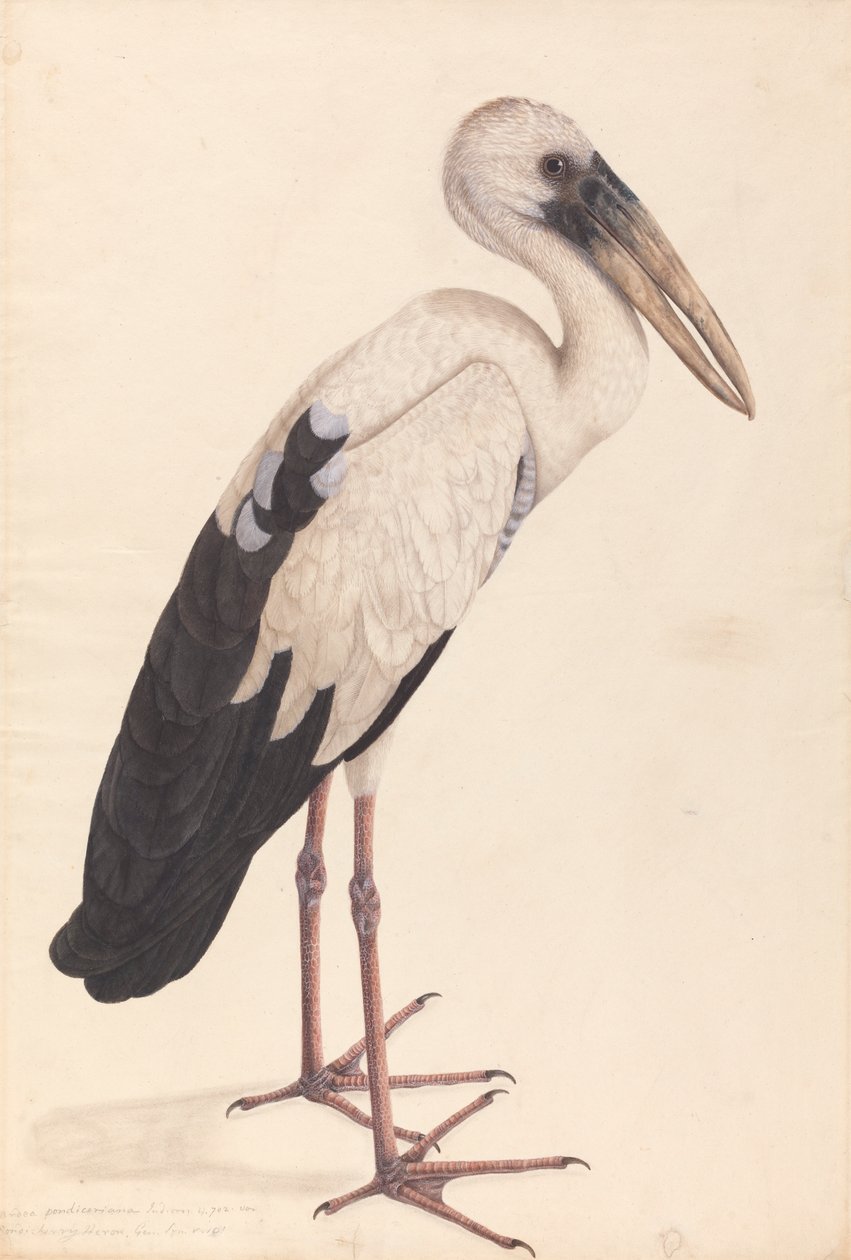 Aasian haikara (Anastomus haukottelee) tekijältä Unknown artist