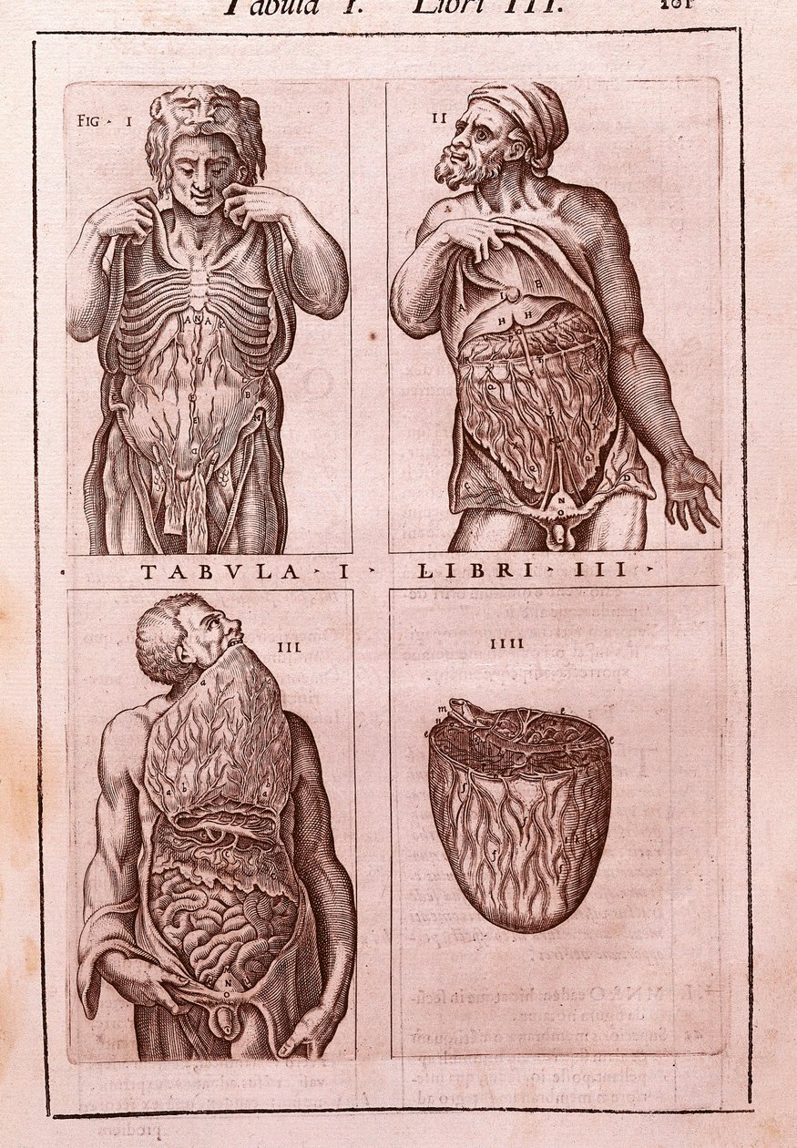Anatominen taulu, joka edustaa: mitat, vatsan lihakset, suolet ja vatsa. Kaiverrus "" Anatomia Corporis Humani ", kirjoittanut Juan Valverde De Amusco (1525-1588). Taulukko I, kirja III. Barcelona. Biblioteca de Catalunya (kansalliskirjasto Ca tekijältä Unknown artist