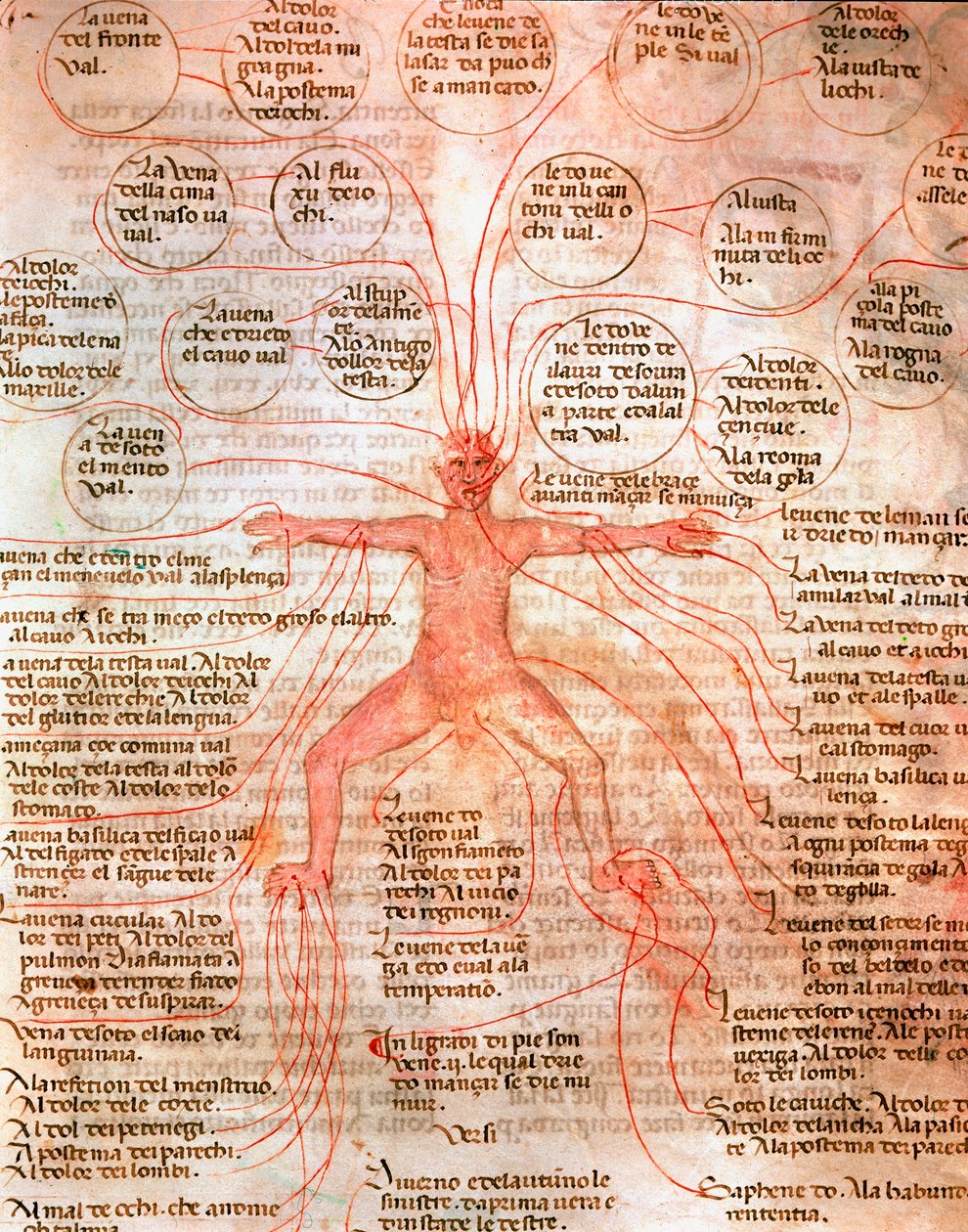 Verenkiertoa kuvaava anatominen kartta Miniatyyri käsikirjoituksesta "" De surgia""" 1200-luvun Venetsia Biblioteca Marciana tekijältä Unknown artist