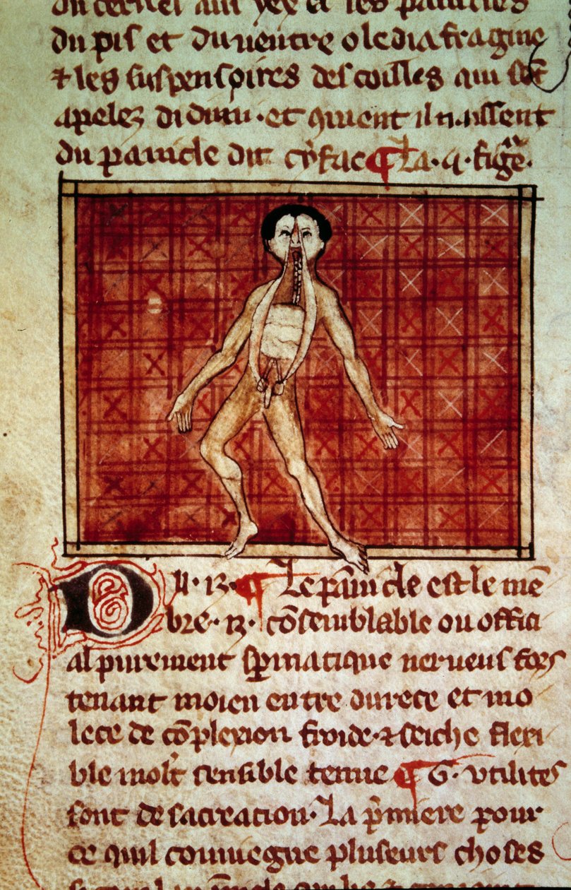 Anatominen hahmo: kuori, rintakehä auki. Miniatyyri käsikirjoituksesta "" Surgery" (Folio 11v), jonka on kirjoittanut Henri de Mondeville (anatomian professori Philippe Le Belin kirurgi) tekijältä Unknown artist