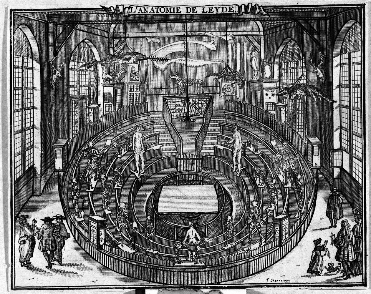 Leidenin yliopiston anatominen teatteri, 1600-luvun loppu. tekijältä Unknown artist