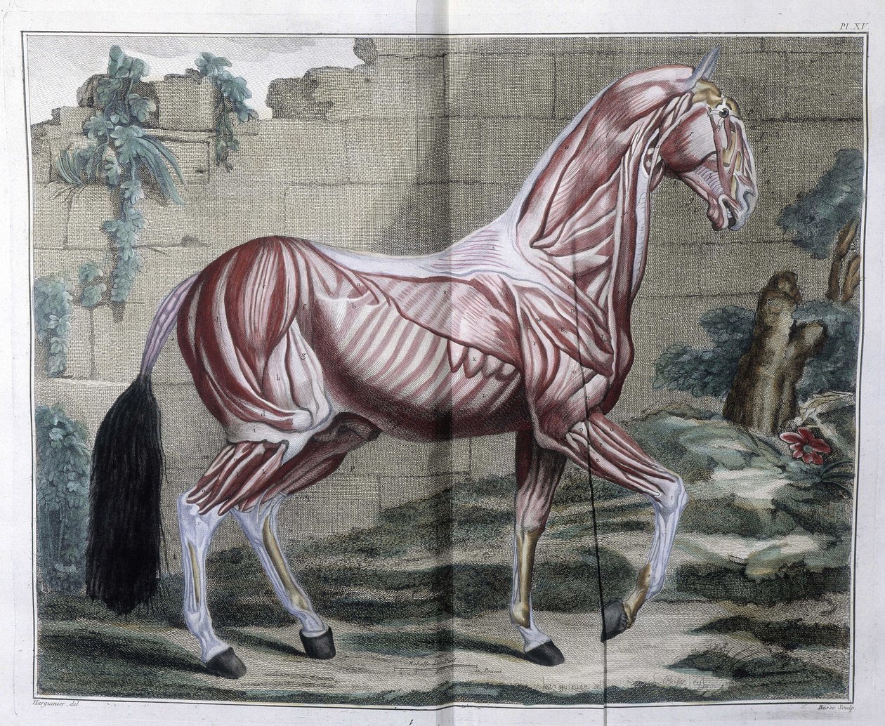 Hevosen anatomia: "" Hippiatric Course, täydellinen tutkielma hevoslääketieteestä"" P. E Lafosse tekijältä Unknown artist