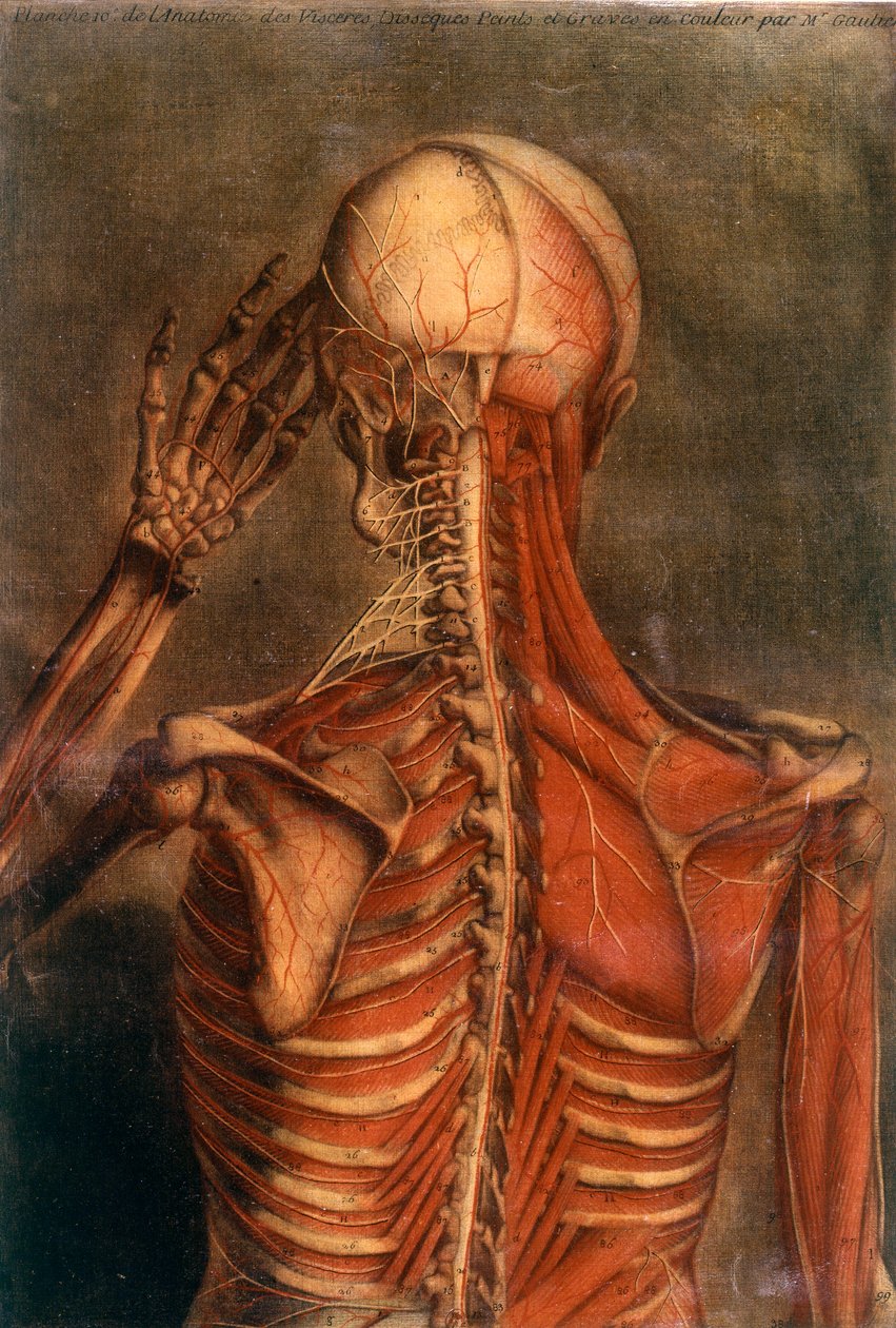 Ihmiskehon anatomia: kuori takaa katsottuna. 1700-luvun lääketieteellinen lautakunta Paris, B.N. tekijältä Unknown artist