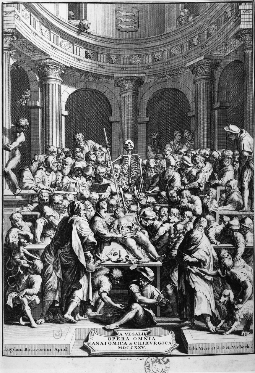 André Vésale (1514-1564), modernin anatomian perustaja, anatomian ja kirurgian opettaja (latinaksi Andrea Vesalius, hollanniksi Andries Van Wesel). tekijältä Unknown artist