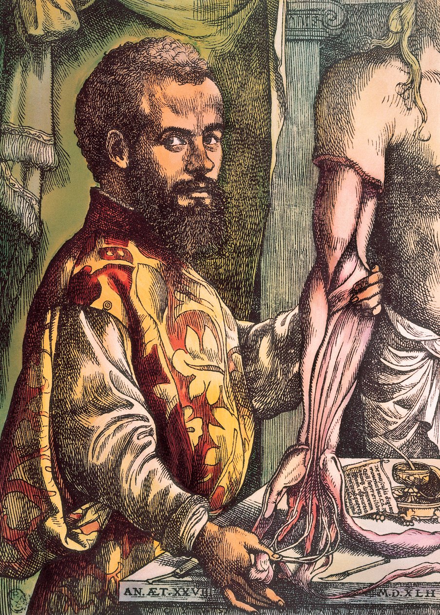 Andreas Vesalius (kaiverrus tekijältä Unknown artist