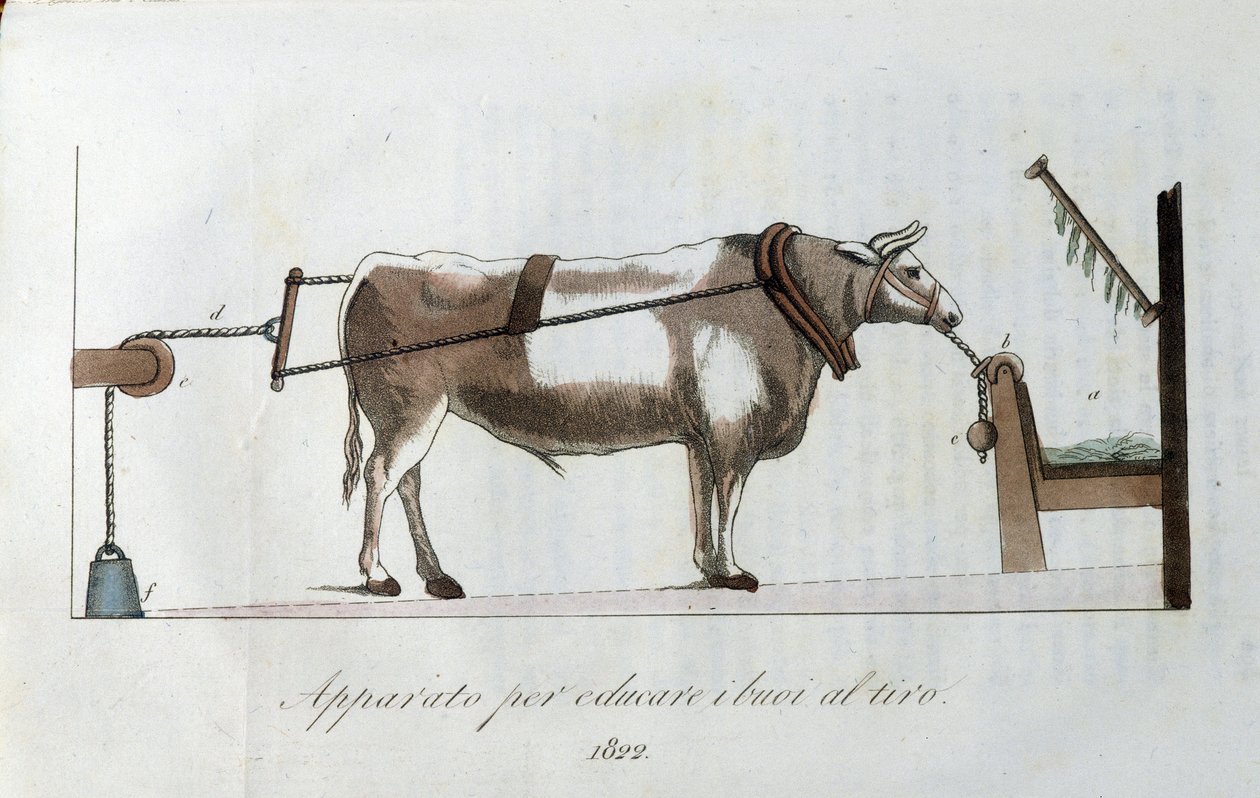 Laite härkien totuttamiseen siimaan. Levy otettu lehdestä "" Journal of Agriculture, Arts and Technics "" (Revue d