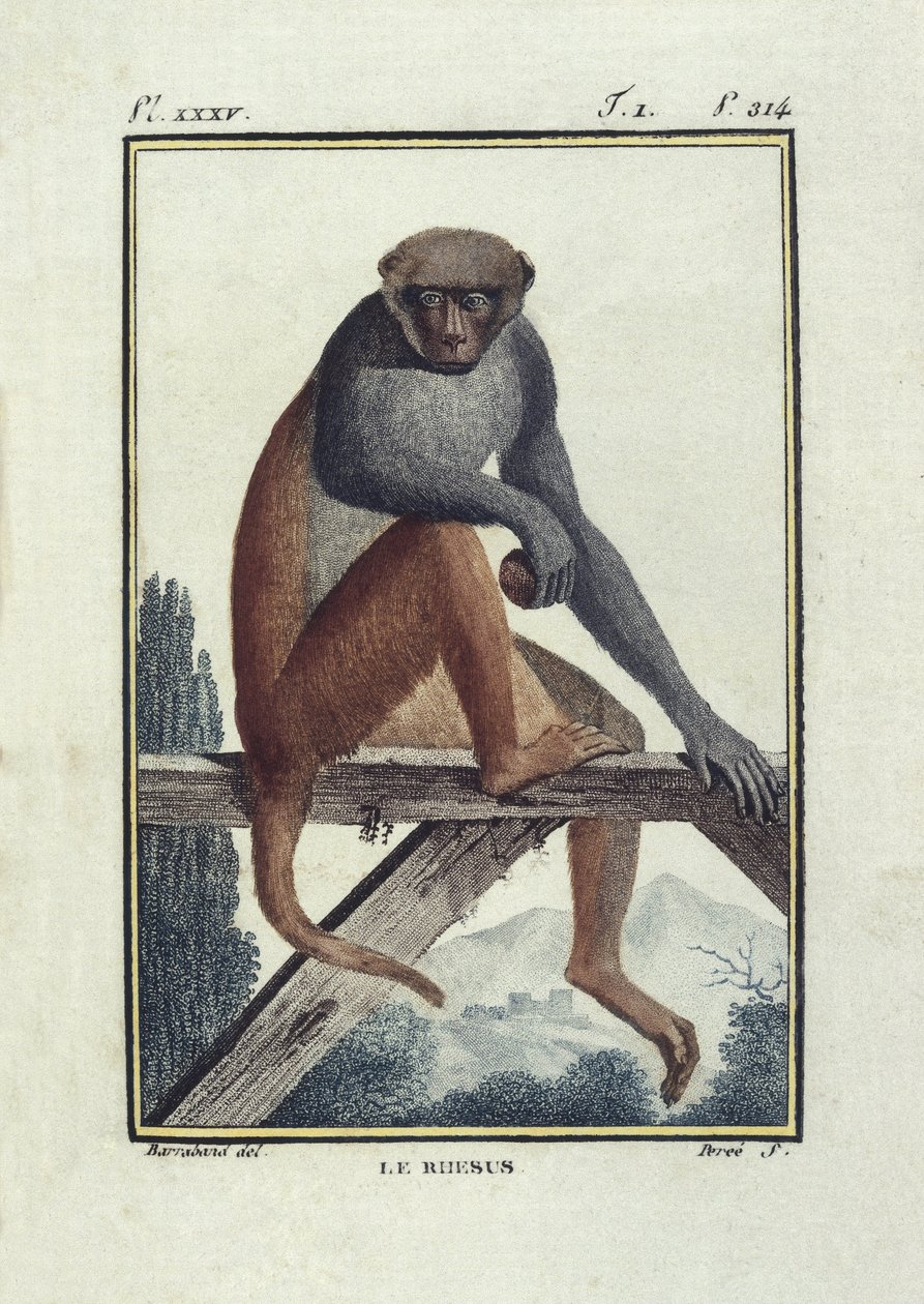 BUFON, Georges-Louis Leclerc, kreivi (1707-1788). Rhesusapinat (rhesus). Kuvitus teoksesta "Histoire naturelle, generale et particular". tekijältä Unknown artist