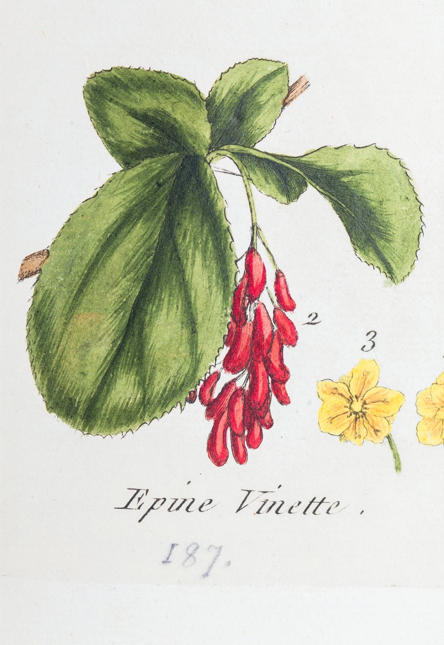 Barberry tekijältä Unknown artist