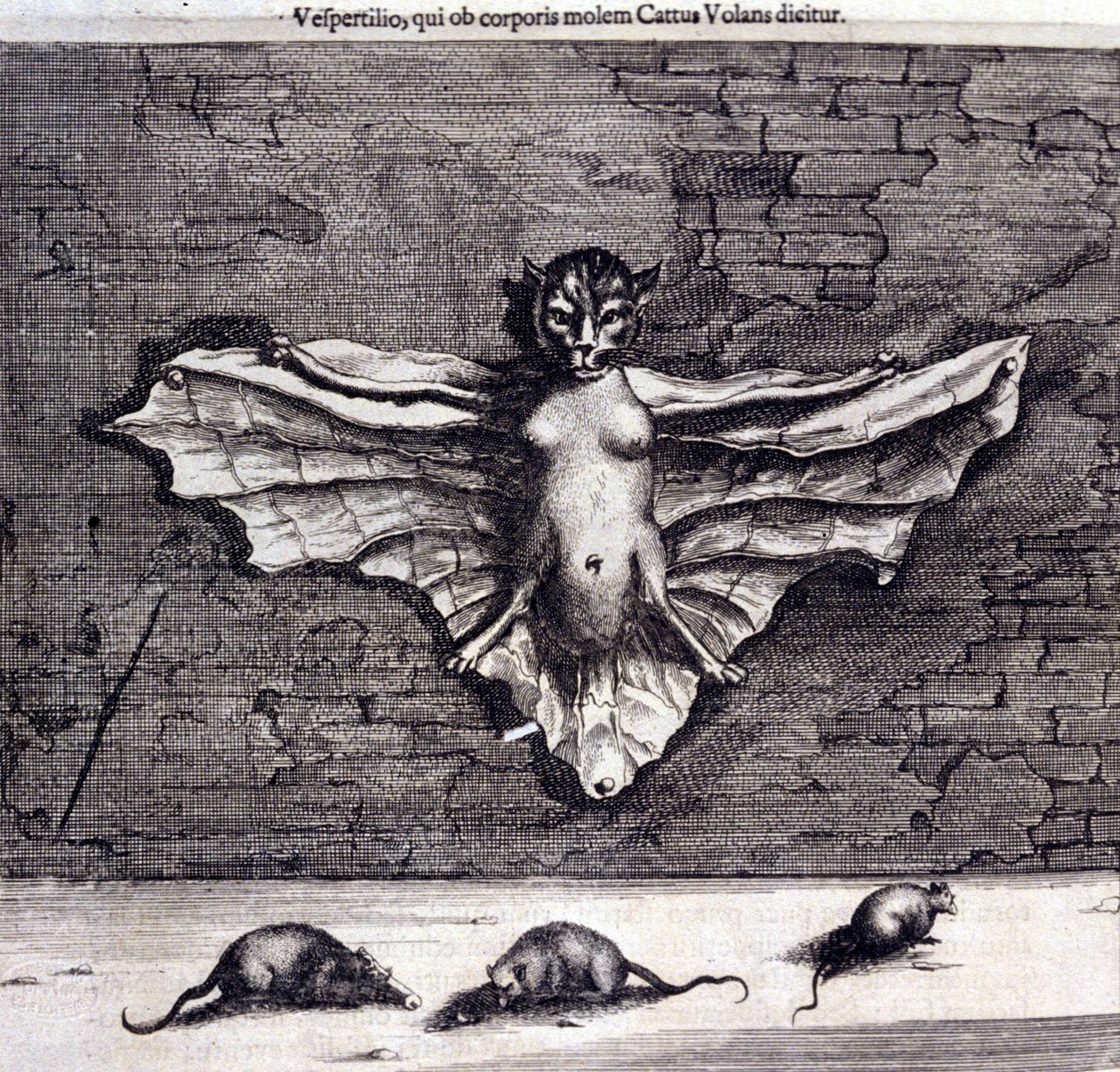 Lepakot ja rotat. Athanasius Kircherin "De China Monumenta". tekijältä Unknown artist