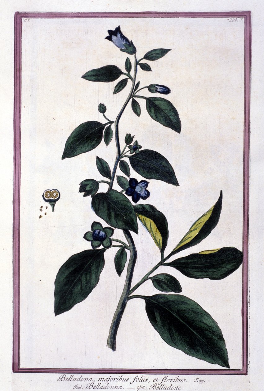 Belladonna, kukkia ja marjoja. Lääketieteessä käytetty myrkyllinen kasvi. Kaiverrus 1800-luvun herbarion jälkeen. tekijältä Unknown artist