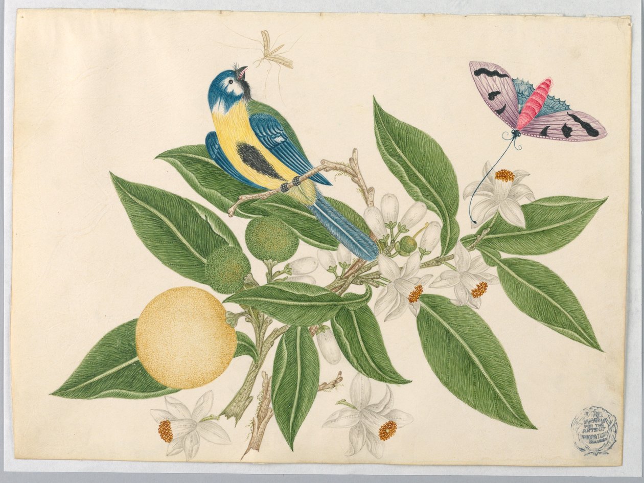 Lintu oranssilla oksalla perhosen kanssa tekijältä Unknown artist