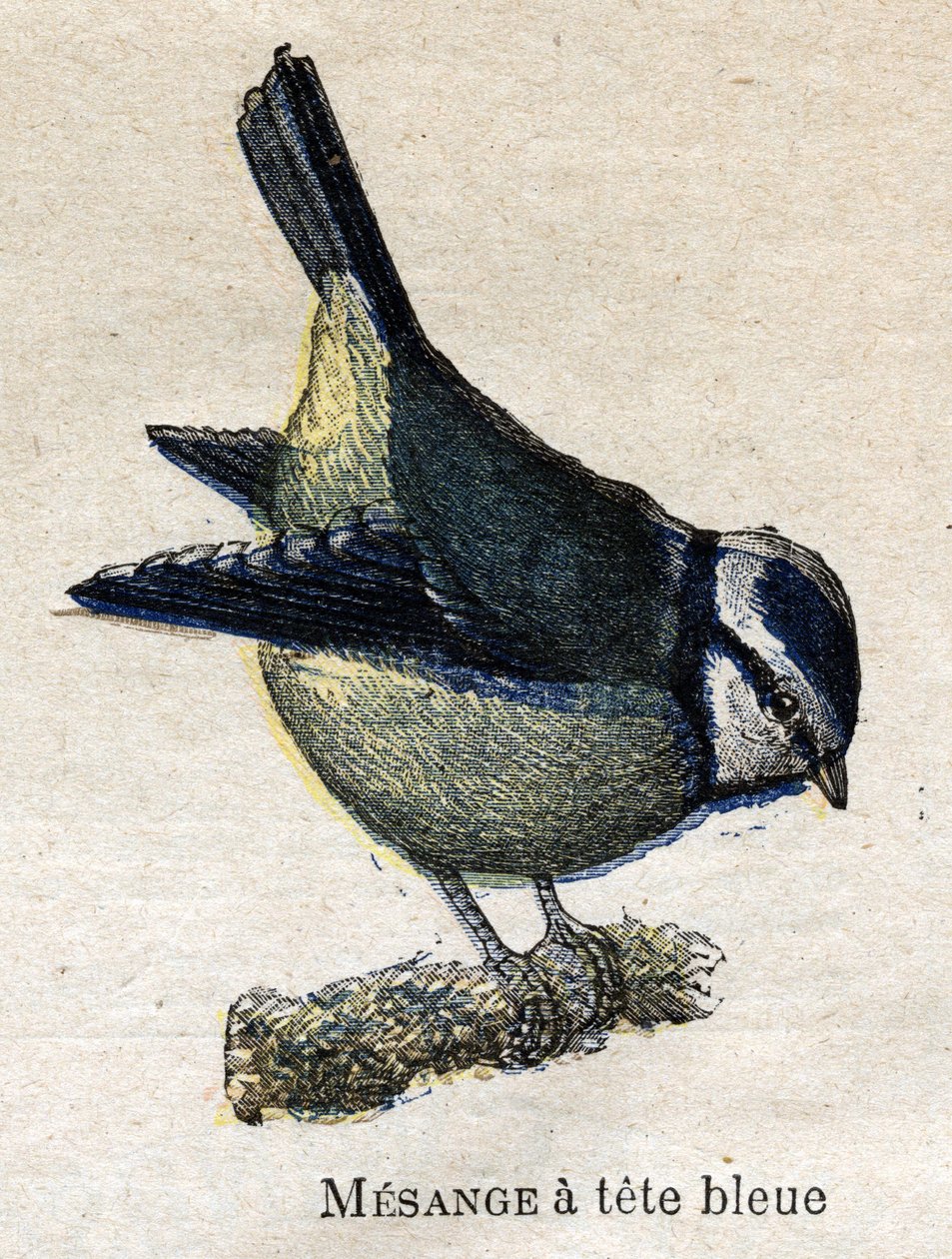 Maanviljelykselle hyödylliset linnut: Blue-headed Meanage tekijältä Unknown artist