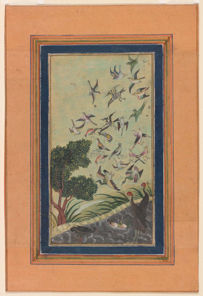 Lintuja Baranissa, mahdollisesti Babur-namasta tekijältä Unknown artist
