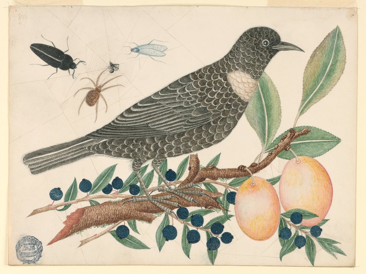 Black Bird mustikoilla ja aprikoosilla tekijältä Unknown artist