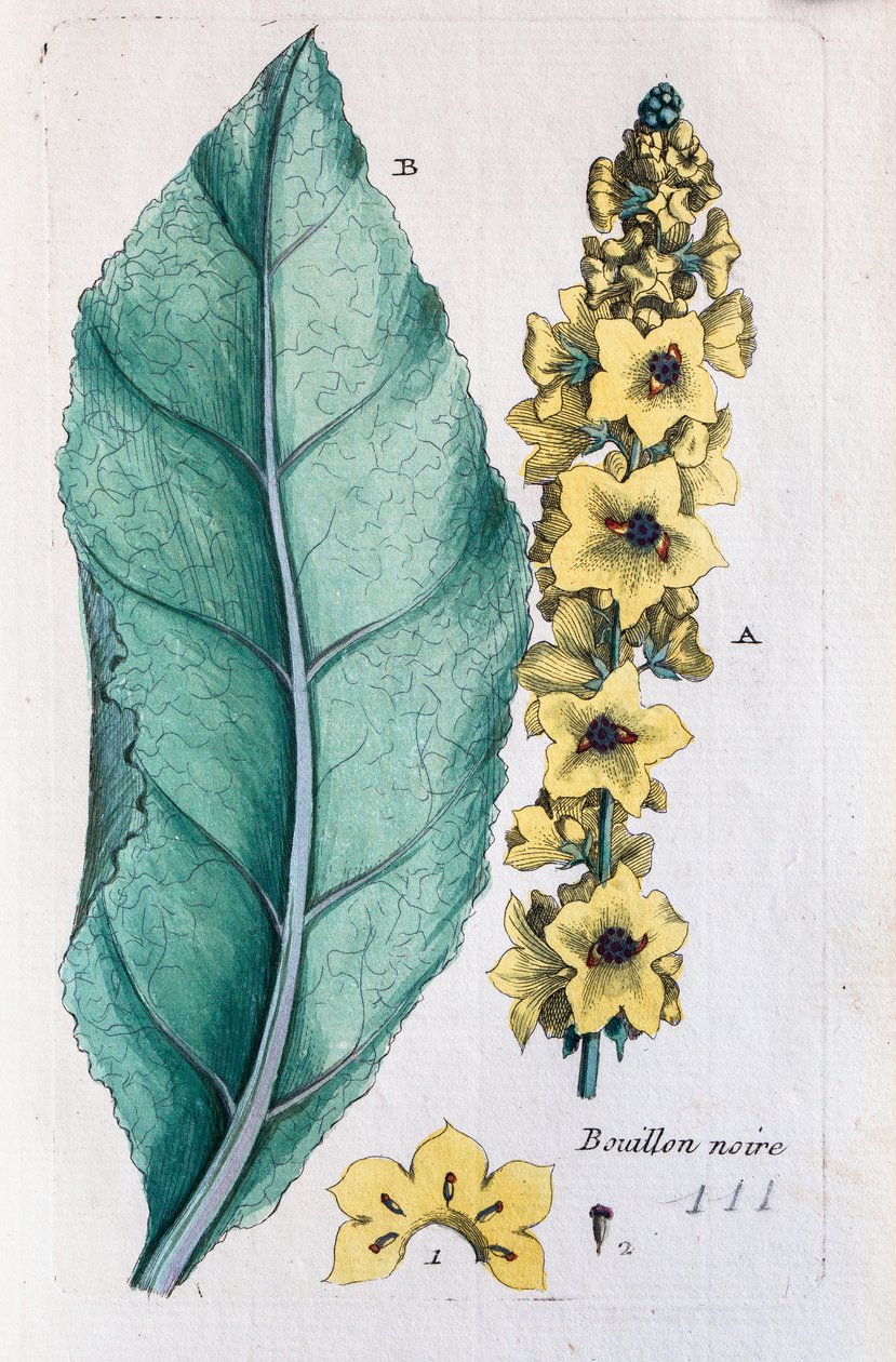 Musta mullein tekijältä Unknown artist