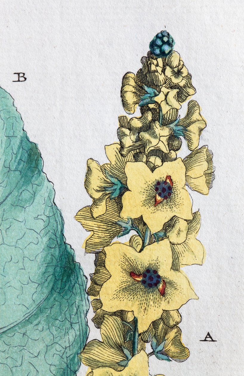 Musta mullein tekijältä Unknown artist
