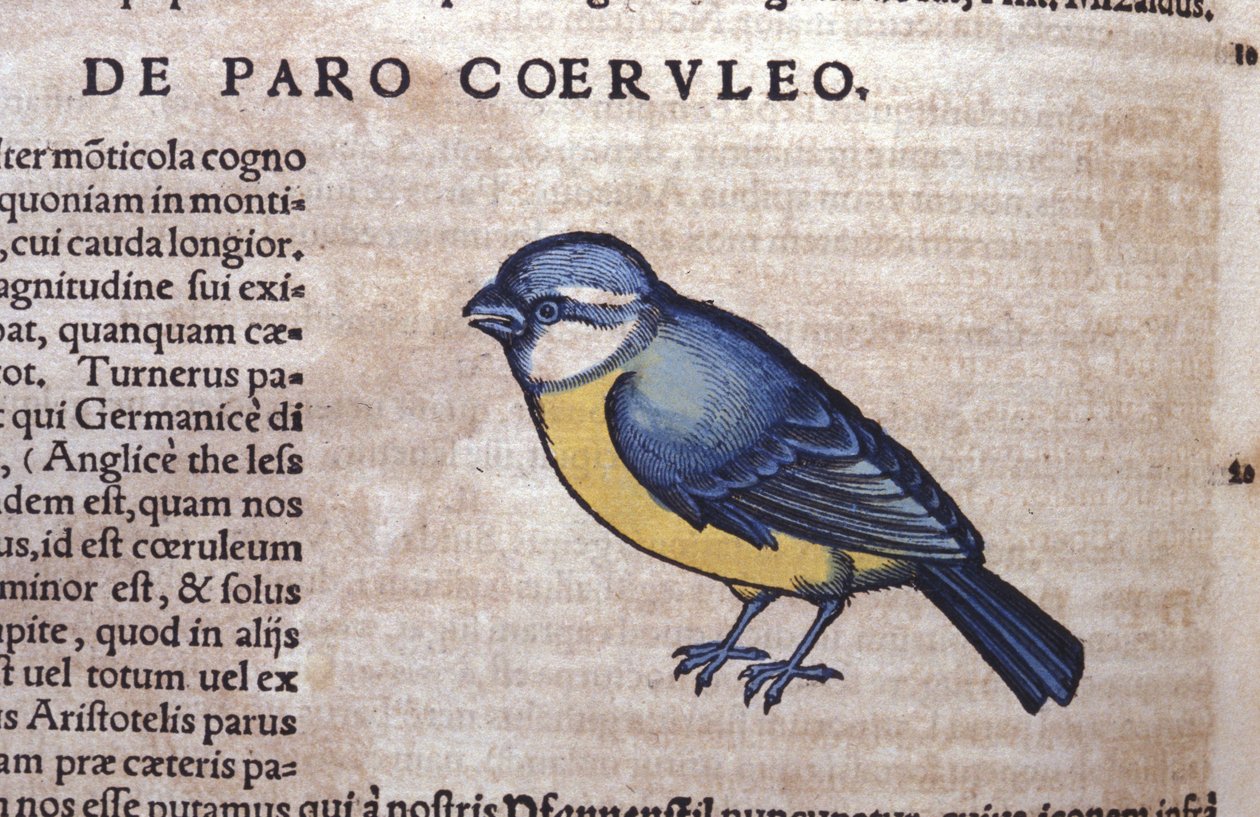 Blue Passereau Historia Animaliumissa, kirjoittanut Conrad Gesner (1516 - 1565), Tiguri tekijältä Unknown artist