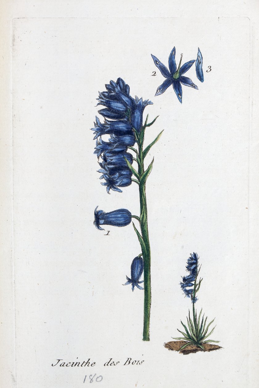 Bluebell tekijältä Unknown artist