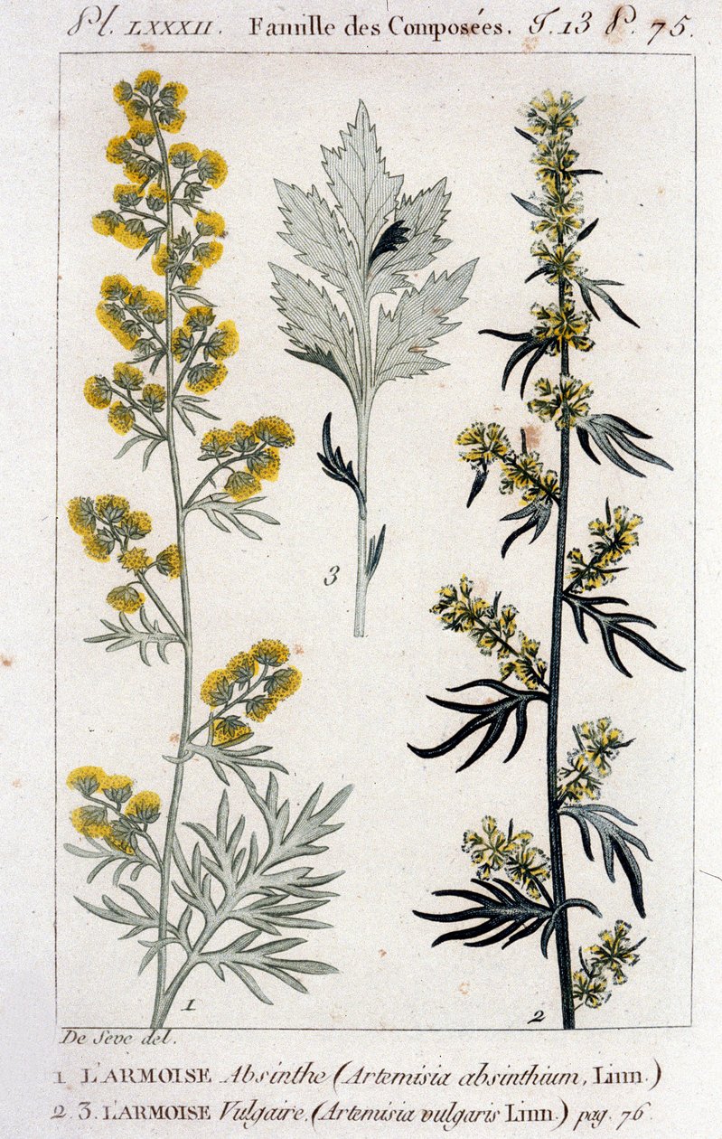 Kasvitieteellinen levy: Sagebrush Absinthe (Artimisia Absinthium) ja Sagebrush Vulgaris (Artimisia Vulgaris). Kaiverrus 1700-luvulta tekijältä Unknown artist