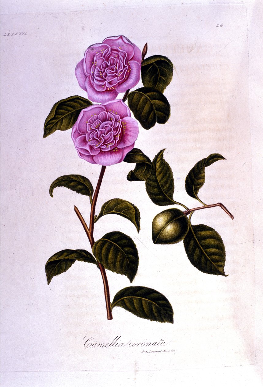 Kasvitieteellinen taulu: Camelia. 1800-luvun kaiverrus tekijältä Unknown artist