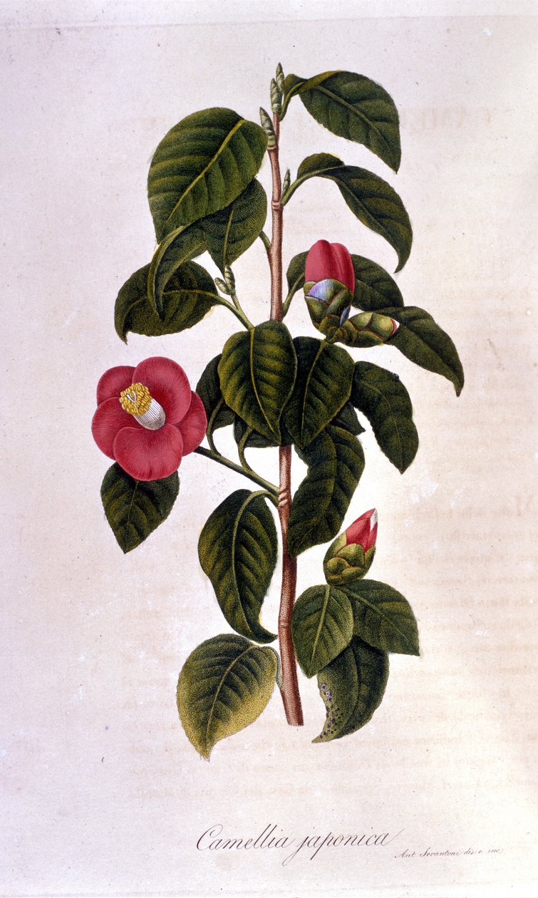 Kasvitieteellinen taulu: Camelia Japanista. 1800-luvun kaiverrus tekijältä Unknown artist