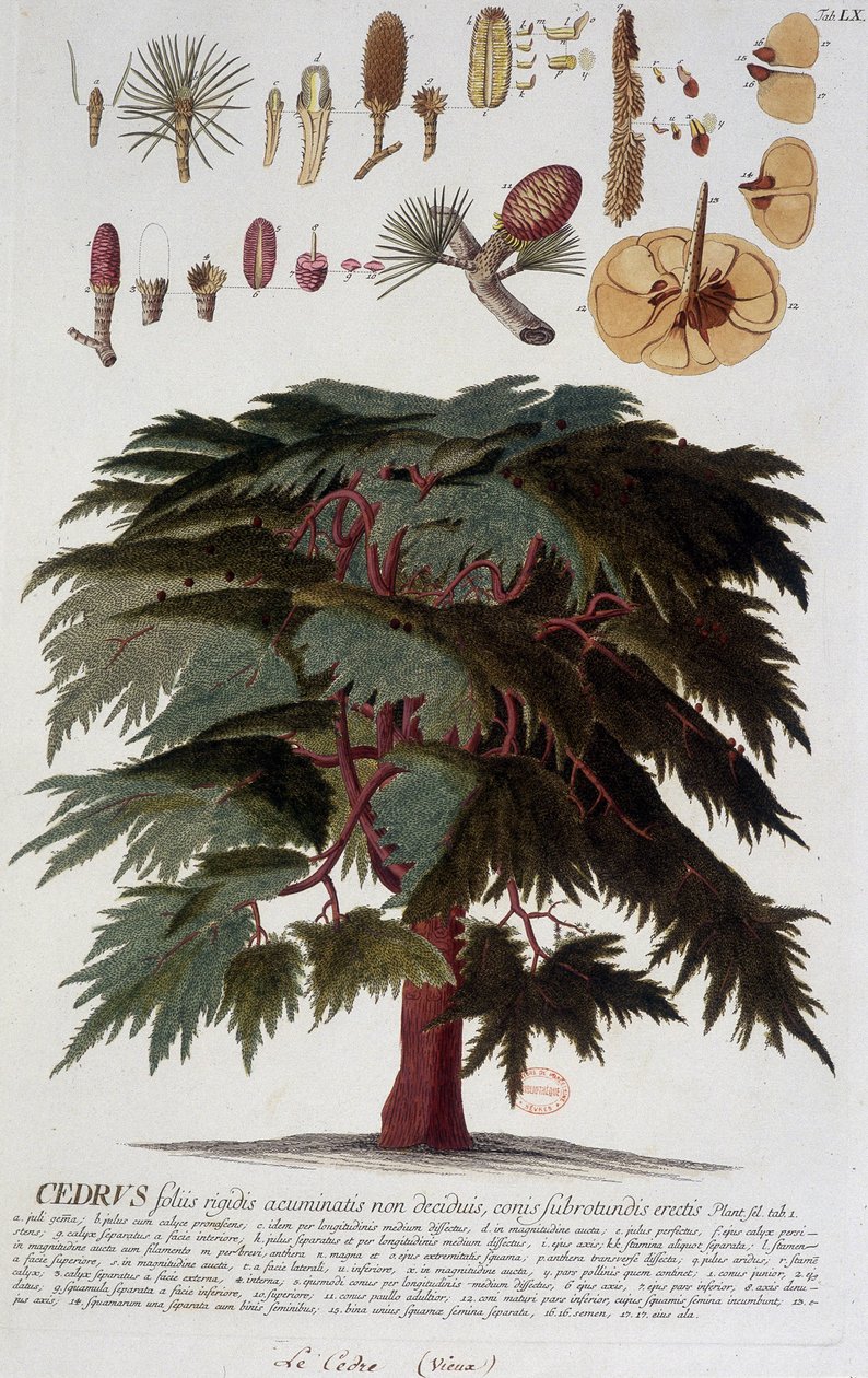 Kasvitieteellinen levy: Cedar. n.d. 1800-luvulla. tekijältä Unknown artist