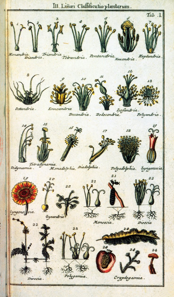 Kasvitieteellinen taulu: Carl von LINNE (1707-1778), ruotsalainen luonnontieteilijä "" Compendium Botanices Systematis Linnean" -kirjassa, on kasviluokittelu. Painos tekijältä Unknown artist