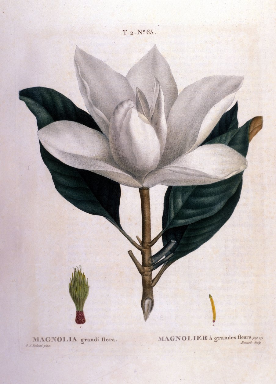 Kasvitieteellinen lauta: Magnolia. tekijältä Unknown artist