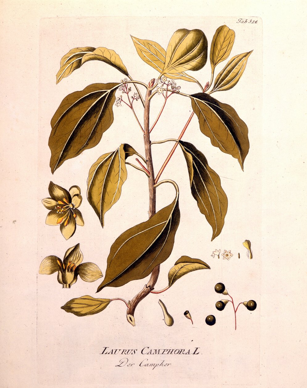 Kasvitieteellinen levy: kamferi (Laurus Camphora). Joseph Jacob von Plenck, itävaltalainen lääkäri ja kasvitieteilijä (1738-1807), Wien 1791, kaiverrus "" da Icons Plantarum medicineium" -kirjaan. tekijältä Unknown artist