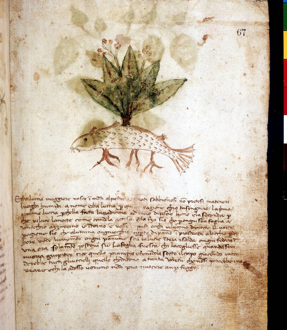 Kasvitieteellinen taulu, joka edustaa ruohoa "luccia maggiore" tai hauen muotoista ruohoa. Riminin kirjasto tekijältä Unknown artist