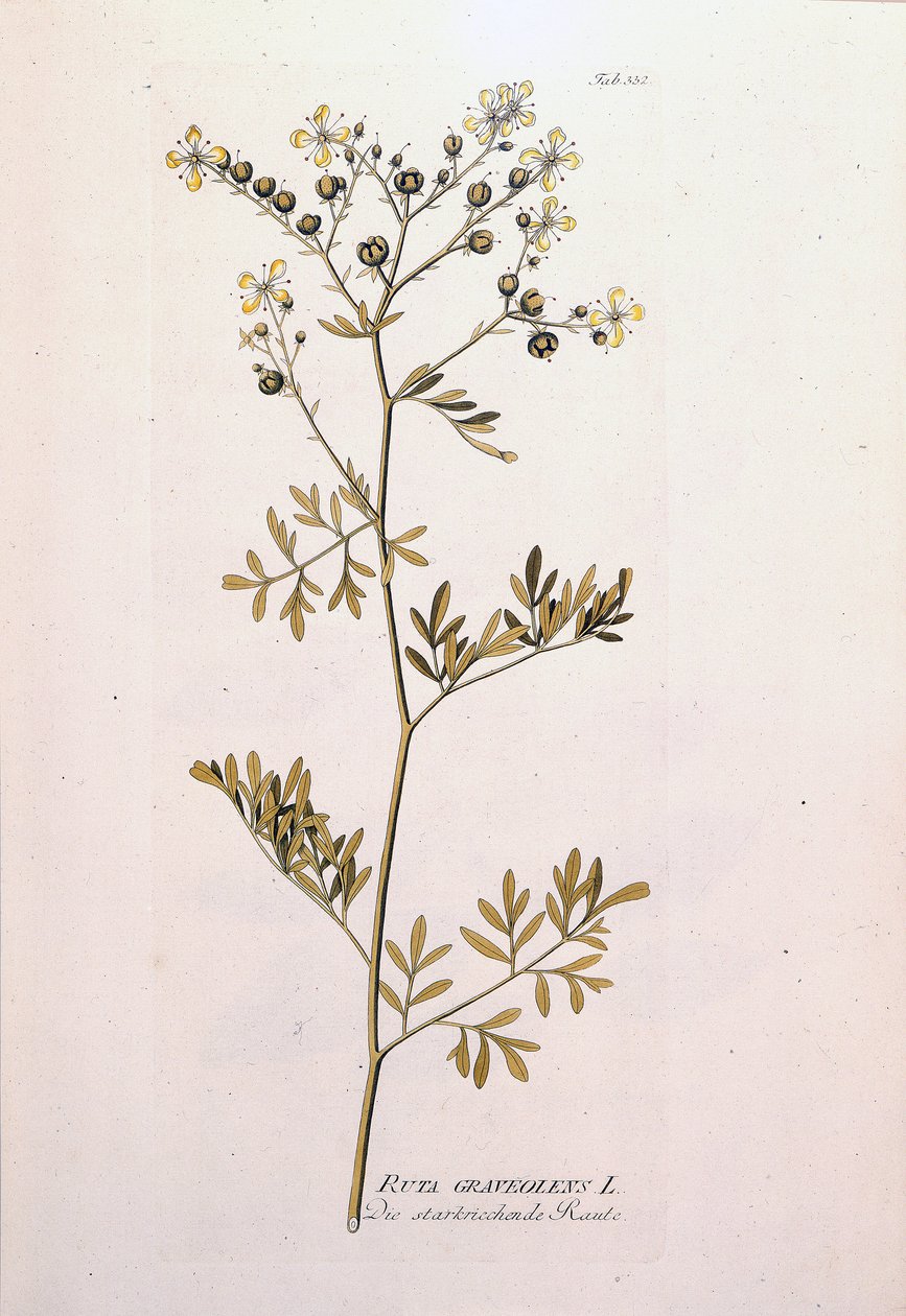 Kasvitieteellinen lauta: rue officinale (Ruta graveolens). J. J. Plenckin teoksessa "Lääkekasvien kuvakkeet", Wien, Itävalta tekijältä Unknown artist