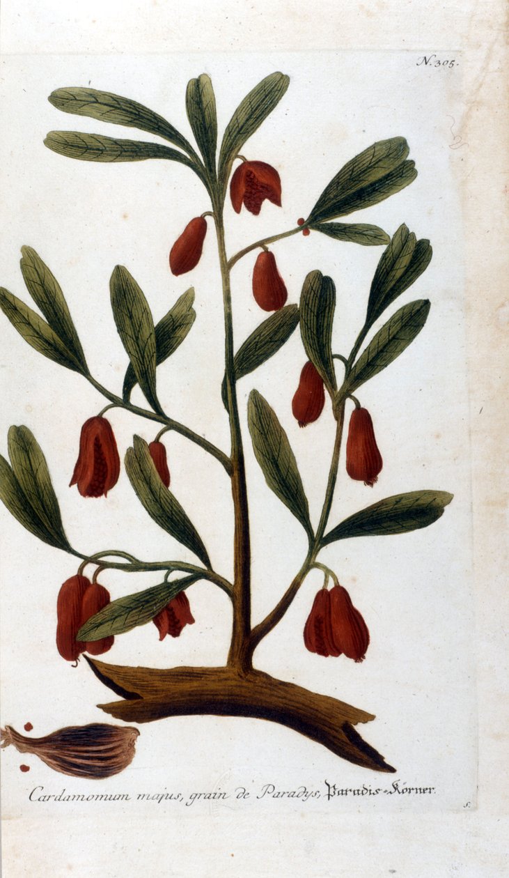 Kardemumma. 1700-luvun kaiverrus. tekijältä Unknown artist