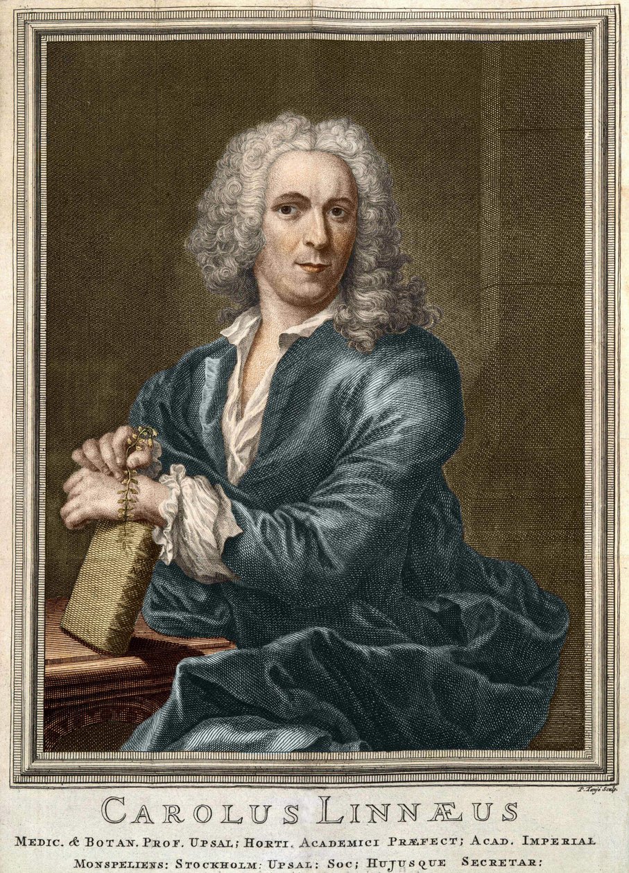 Carl Von Linné ruotsalainen luonnontieteilijä ja kirjailija (1707 - 1778) tekijältä Unknown artist