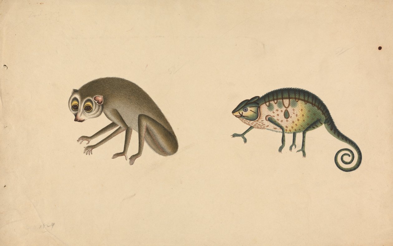 Camaleão e um Mammalfinnish tekijältä Unknown artist