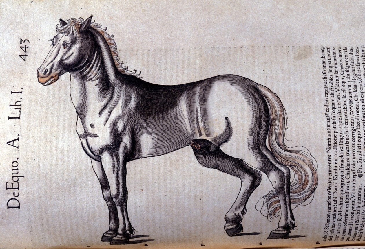 Cheval. teoksessa Historia Animalium, kirjoittanut Conrad Gesner (1516 - 1565), Tiguri tekijältä Unknown artist