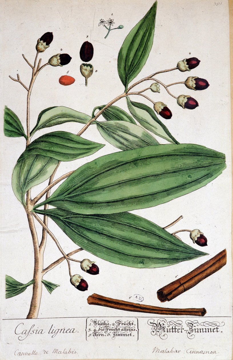 Cinnamon de Malabar (Intia) - kasvitieteellinen lauta tekijältä Unknown artist