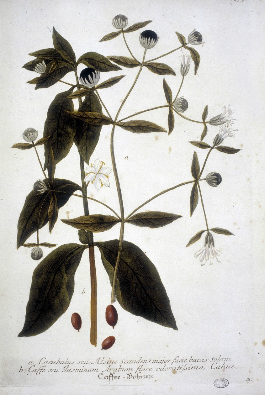 Kahvinsiemenkasvi 1800-luvun herbaariossa. tekijältä Unknown artist